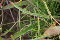 Plantago gaudichaudii