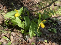 Cypripedium parviflorum pubescens