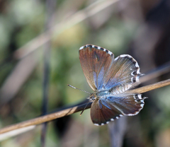 Theclinesthes serpentata serpentata