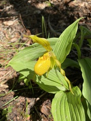 Cypripedium parviflorum pubescens