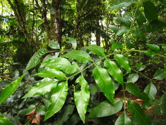 Flindersia xanthoxyla