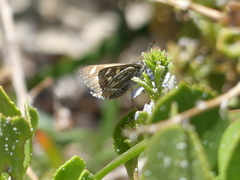 Trapezites argenteoornatus
