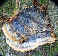 Phellinus