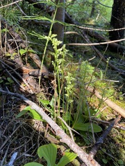 Platanthera obtusata