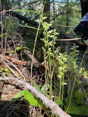 Platanthera obtusata