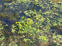Ranunculus gmelinii
