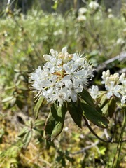 Rhododendron columbianum