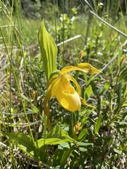 Cypripedium parviflorum pubescens