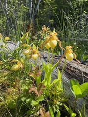 Cypripedium parviflorum pubescens