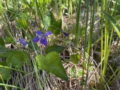 Viola nephrophylla