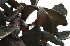 Opuntia cochenillifera