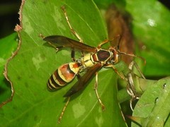 Polistes dorsalis neotropicus