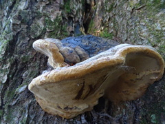 Phellinus