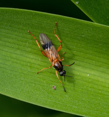Benhamyia apicalis