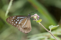 Parantica nilgiriensis