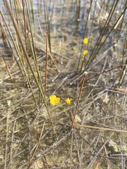 Utricularia intermedia