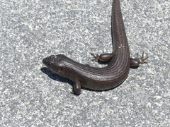 Egernia kingii