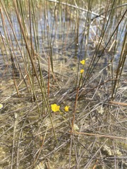 Utricularia intermedia