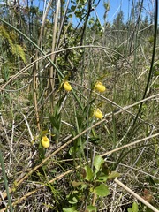 Cypripedium parviflorum pubescens