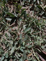 Acmella decumbens