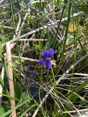 Viola nephrophylla