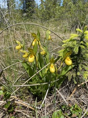 Cypripedium parviflorum pubescens