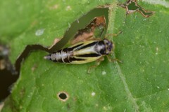 Evacanthus interruptus