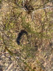 Haemopis marmorata