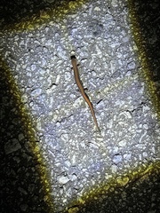 Plethodon serratus