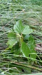 Neoconocephalus bivocatus