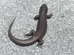 Egernia kingii