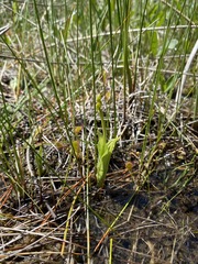 Liparis loeselii