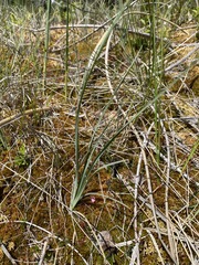 Calochortus macrocarpus