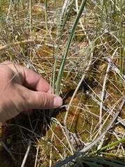 Calochortus macrocarpus