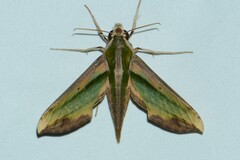 Pergesa acteus