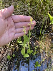 Liparis loeselii
