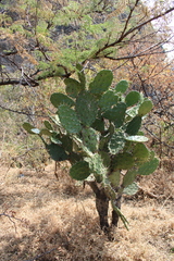 Opuntia lasiacantha