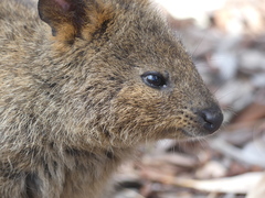 Setonix brachyurus