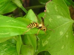 Polistes dorsalis neotropicus