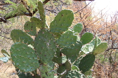 Opuntia lasiacantha