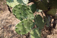 Opuntia lasiacantha
