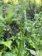 Platanthera huronensis