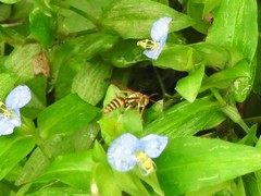 Polistes dorsalis neotropicus