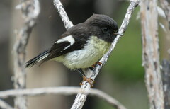 Petroica macrocephala macrocephala