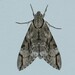 Plain Grey Hawkmoth - Photo (c) John_Ibis, some rights reserved (CC BY-NC), uploaded by John_Ibis