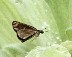 Callimormus radiola