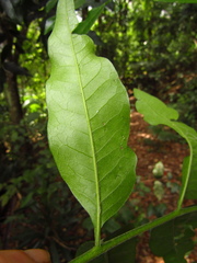 Flindersia xanthoxyla