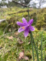 Olsynium douglasii