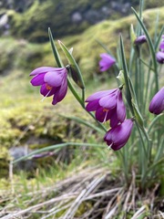 Olsynium douglasii