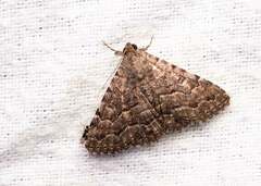 Diatenes aglossoides